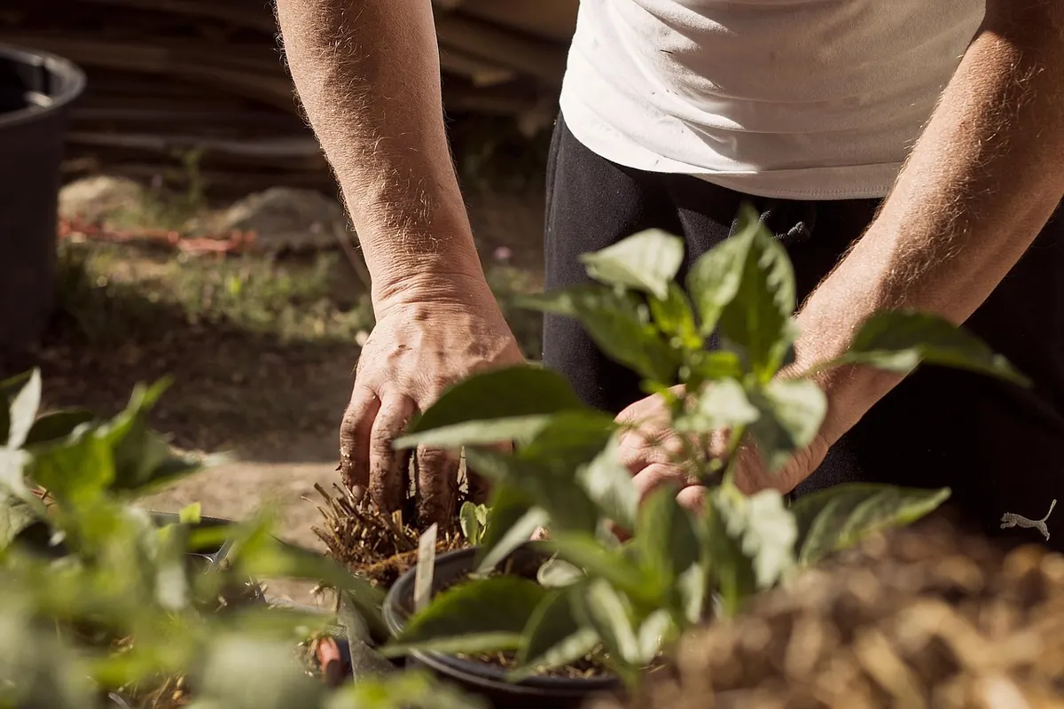 A Beginner's Guide to Improving Sandy Island Soil