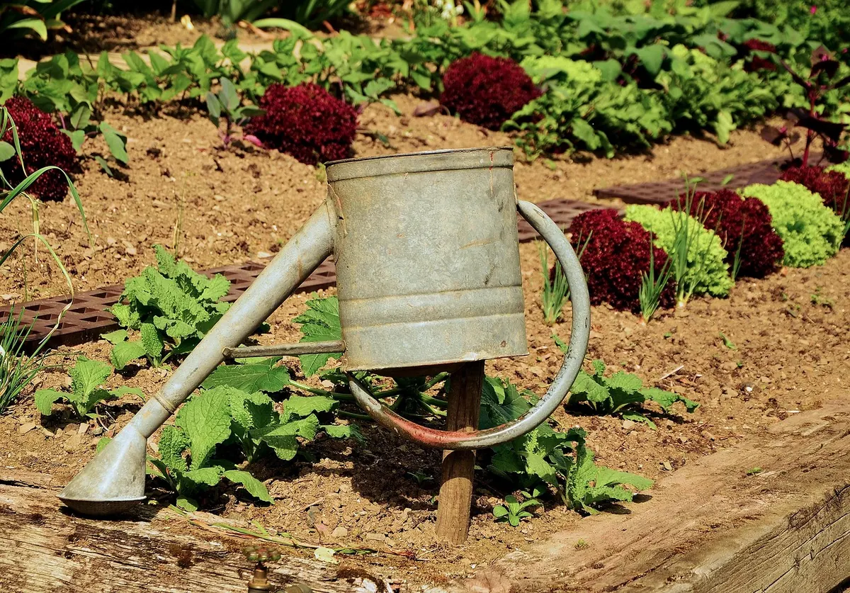 Raised Beds vs. Containers on an Island Allotment: Which Works Best?