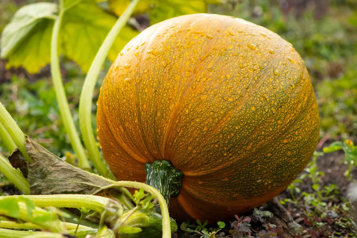 The Best Wind-Resistant Vegetables for Coastal Island Plots