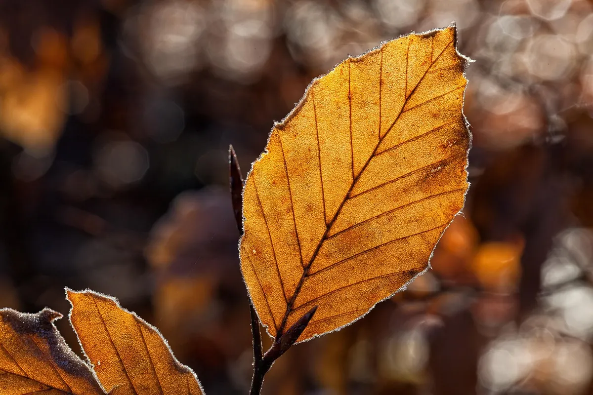 Why Island Plants Suffer from Salt Burn (and How to Fix It)